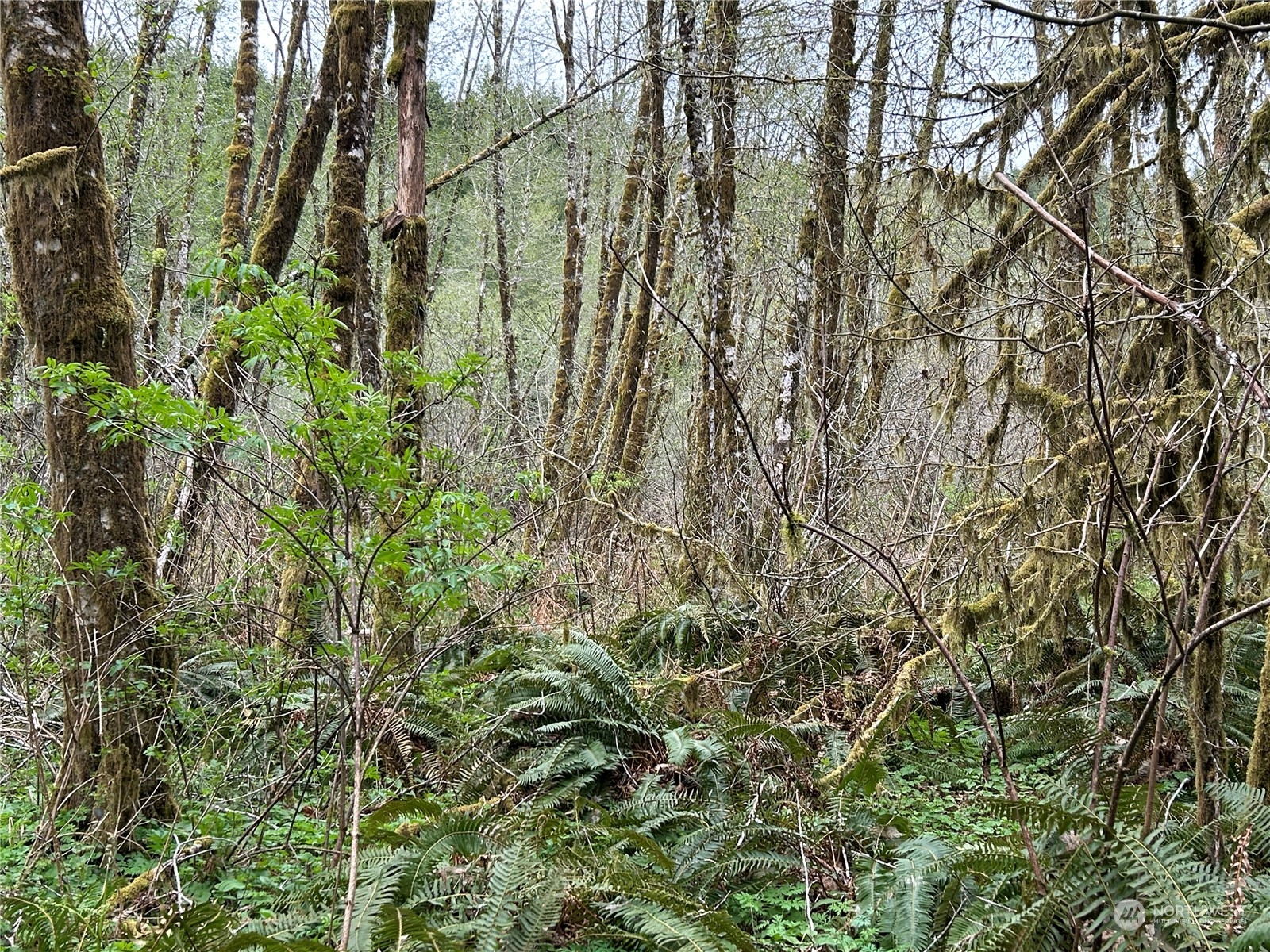 3 Abernathy Creek Road Longview, WA 98632 - Photo 7 of 14 a view of a yard with plants and trees