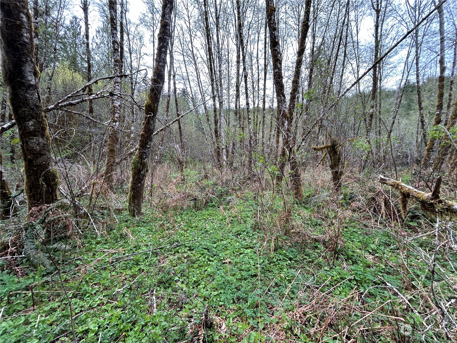 3 Abernathy Creek Road Longview, WA 98632 - Photo 8 of 14 a view of forest