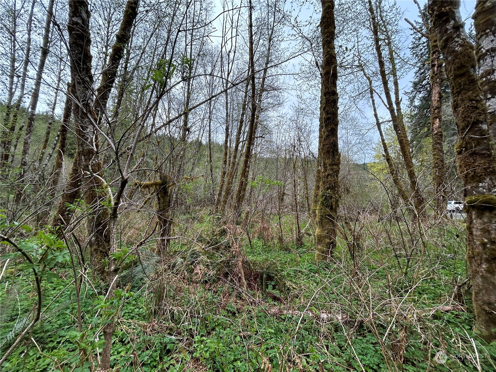 3 Abernathy Creek Road Longview, WA 98632 - Photo 9 of 14