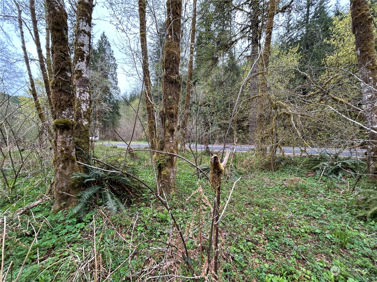 3 Abernathy Creek Road Longview, WA 98632 - Photo 10 of 14 a view of yard