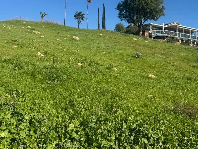 a view of a big yard with plants and large trees