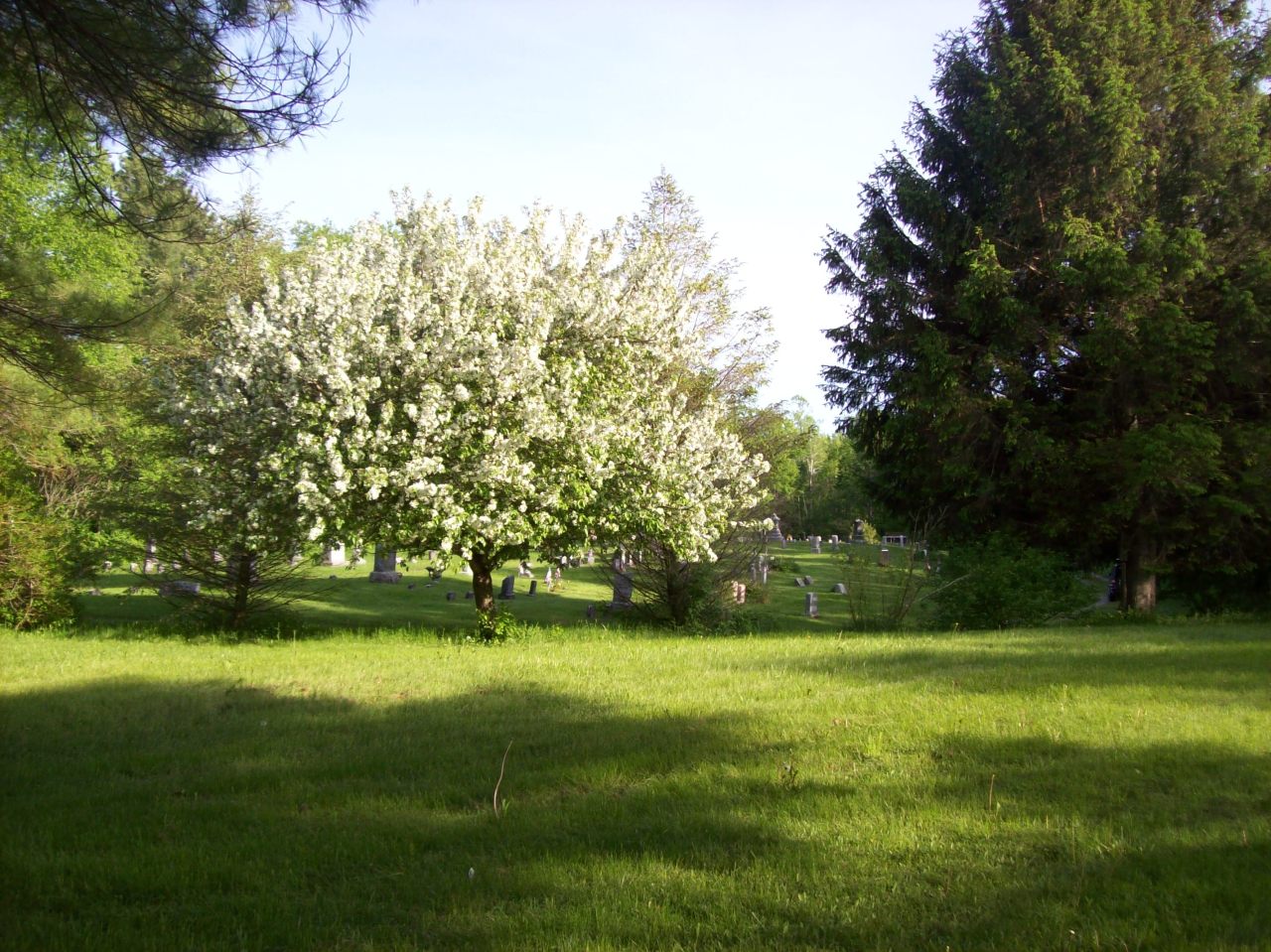 17 Bailey Road Lanesborough, MA 01237 - Photo 2 of 10 Flowering Tree