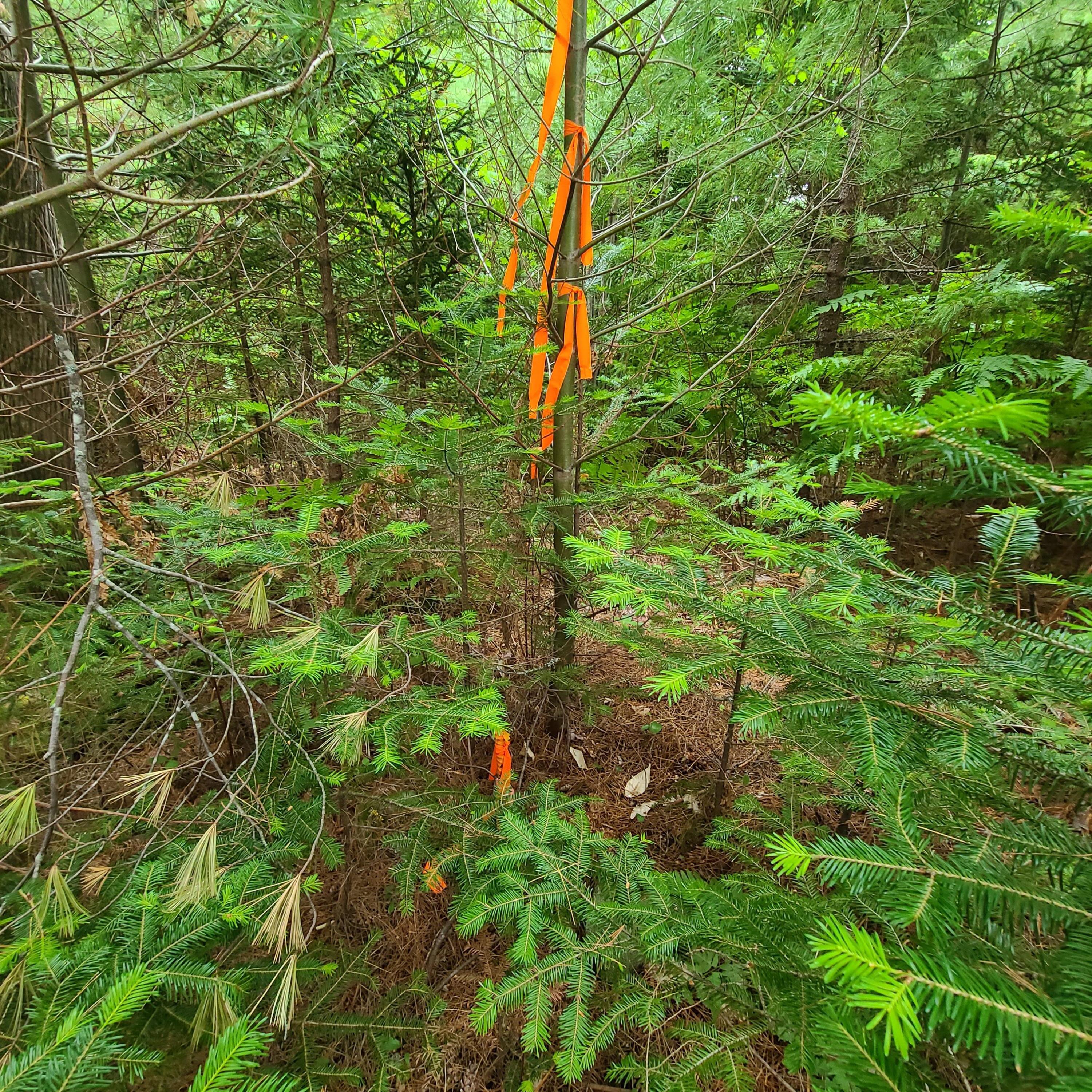 Lot 50 Map 14) Andover, ME 04216 - Photo 12 of 19