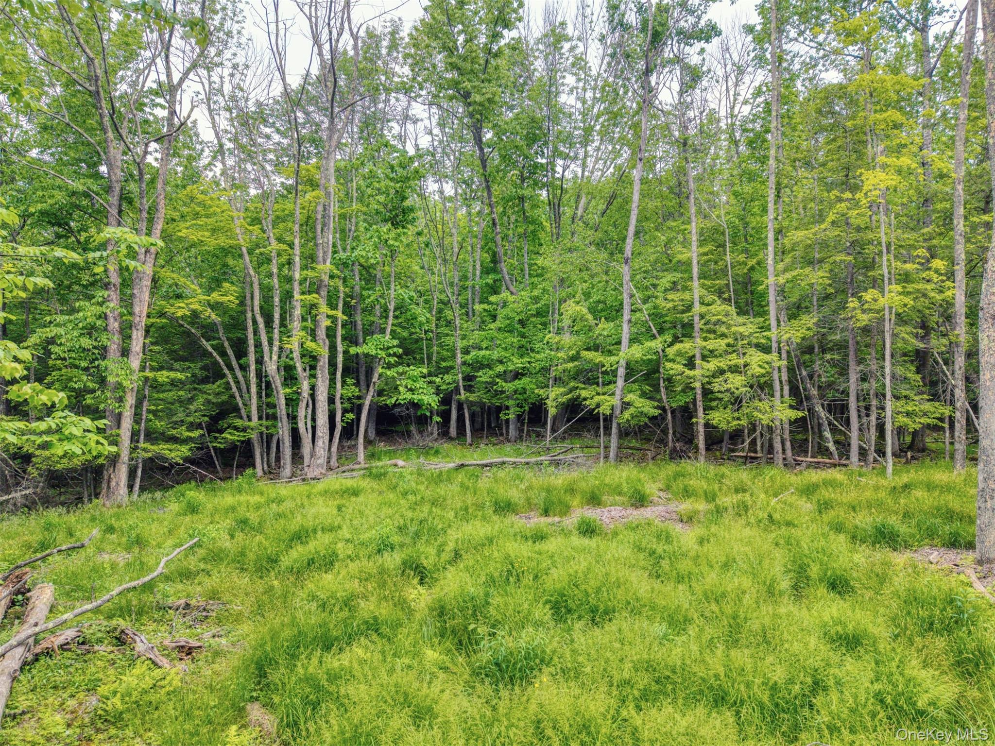 Tbd Boulder Brook Road Windham, NY 12496 - Photo 7 of 46 View of yard with a forest view
