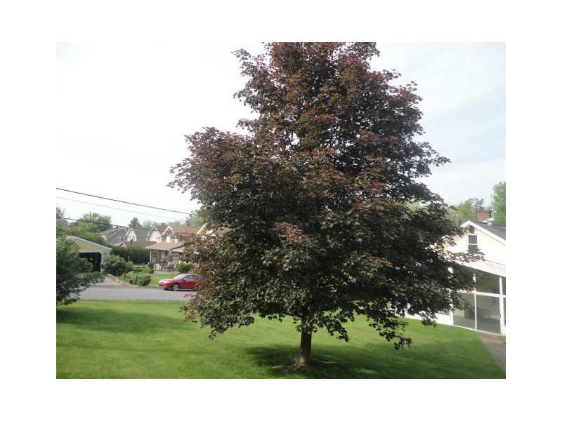 751 Virginia Avenue Rochester, PA 15074 - Photo 12 of 14 Yard/Garden. Landscaped double lot with beautiful red maple treet and pines