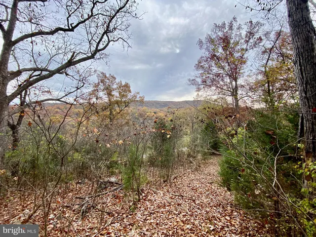a view of a forest with lots of trees
