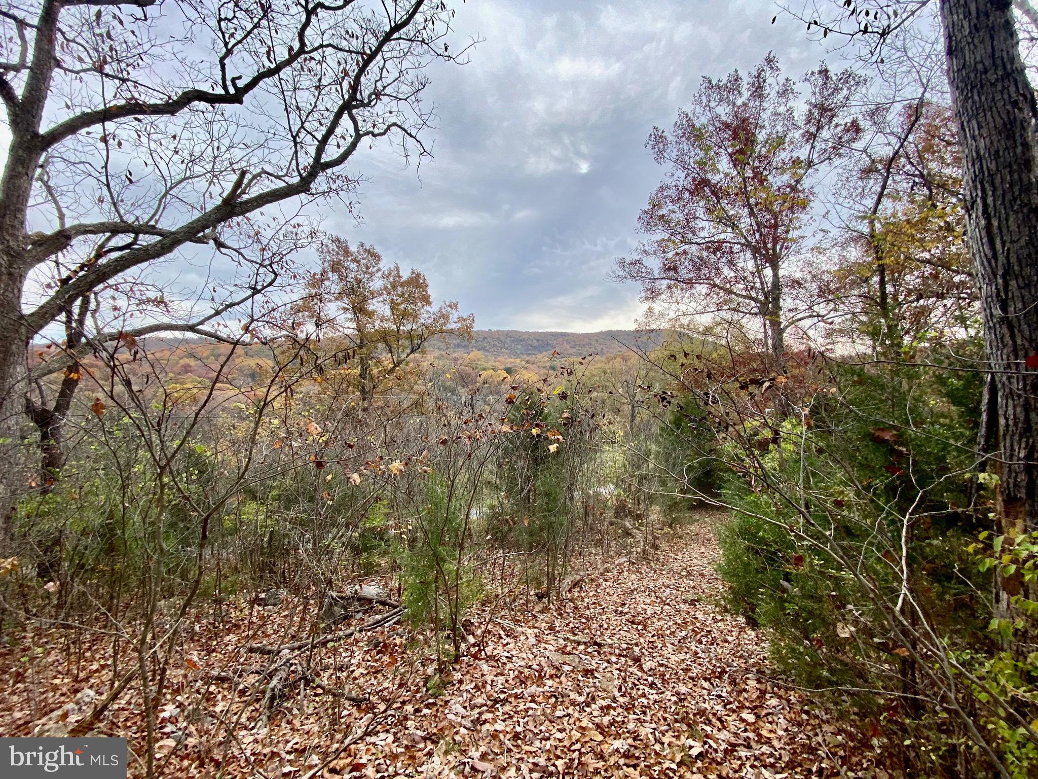 a view of a forest with lots of trees