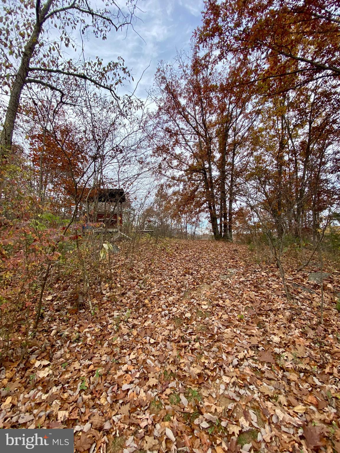 0 Old Cave Road Front Royal, VA 22630 - Photo 5 of 8 a view of a yard with a tree