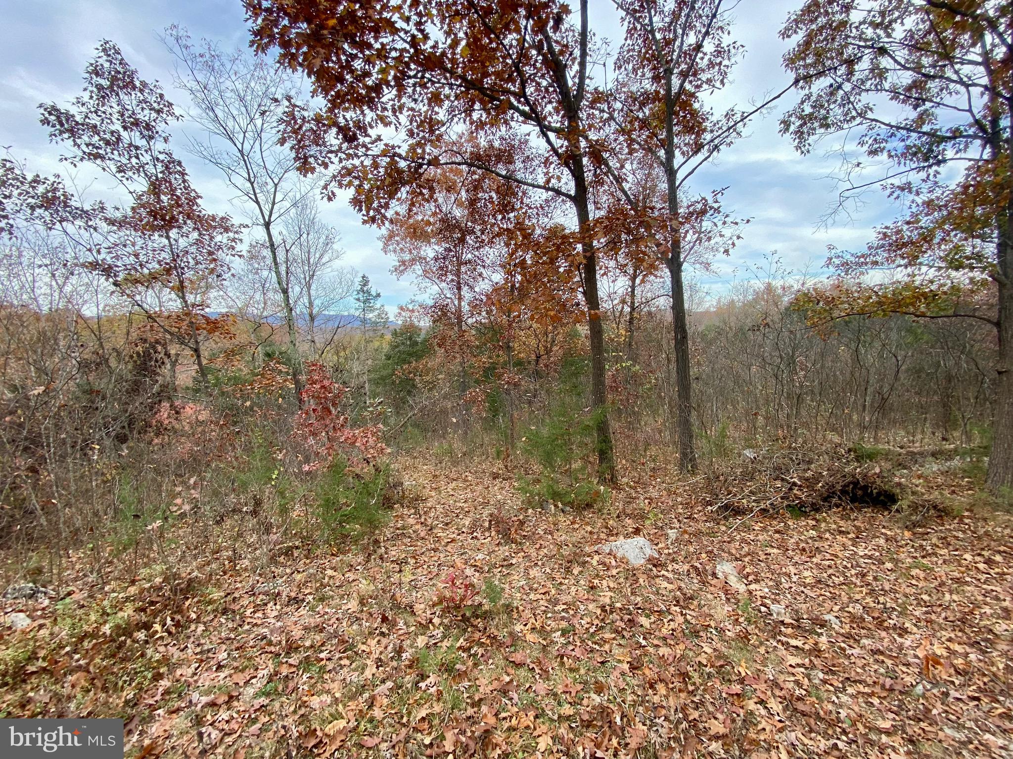 0 Old Cave Road Front Royal, VA 22630 - Photo 6 of 8 a view of a yard with large trees