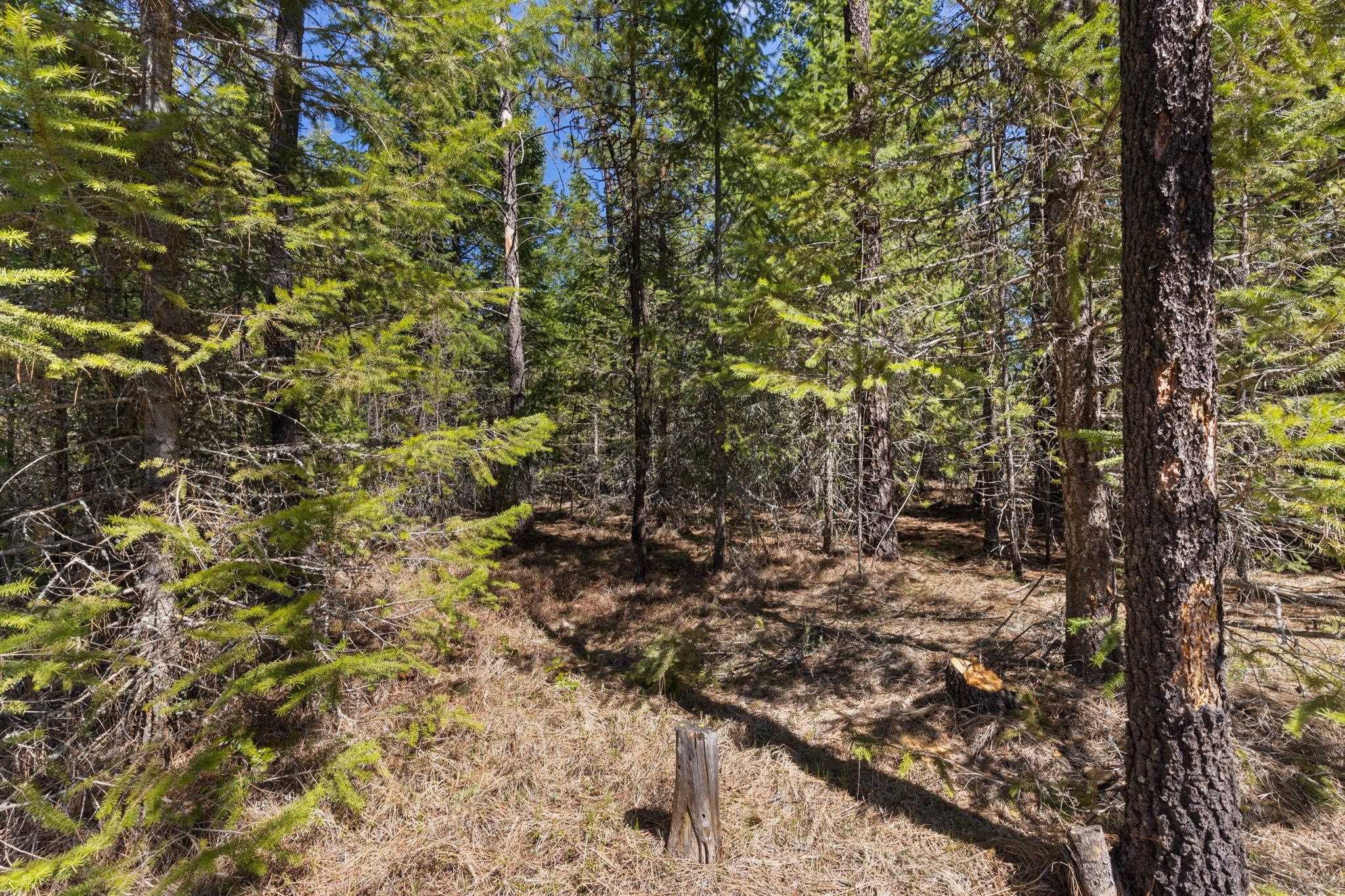 3792 East Jump Off Road Valley, WA 99181 - Photo 14 of 17