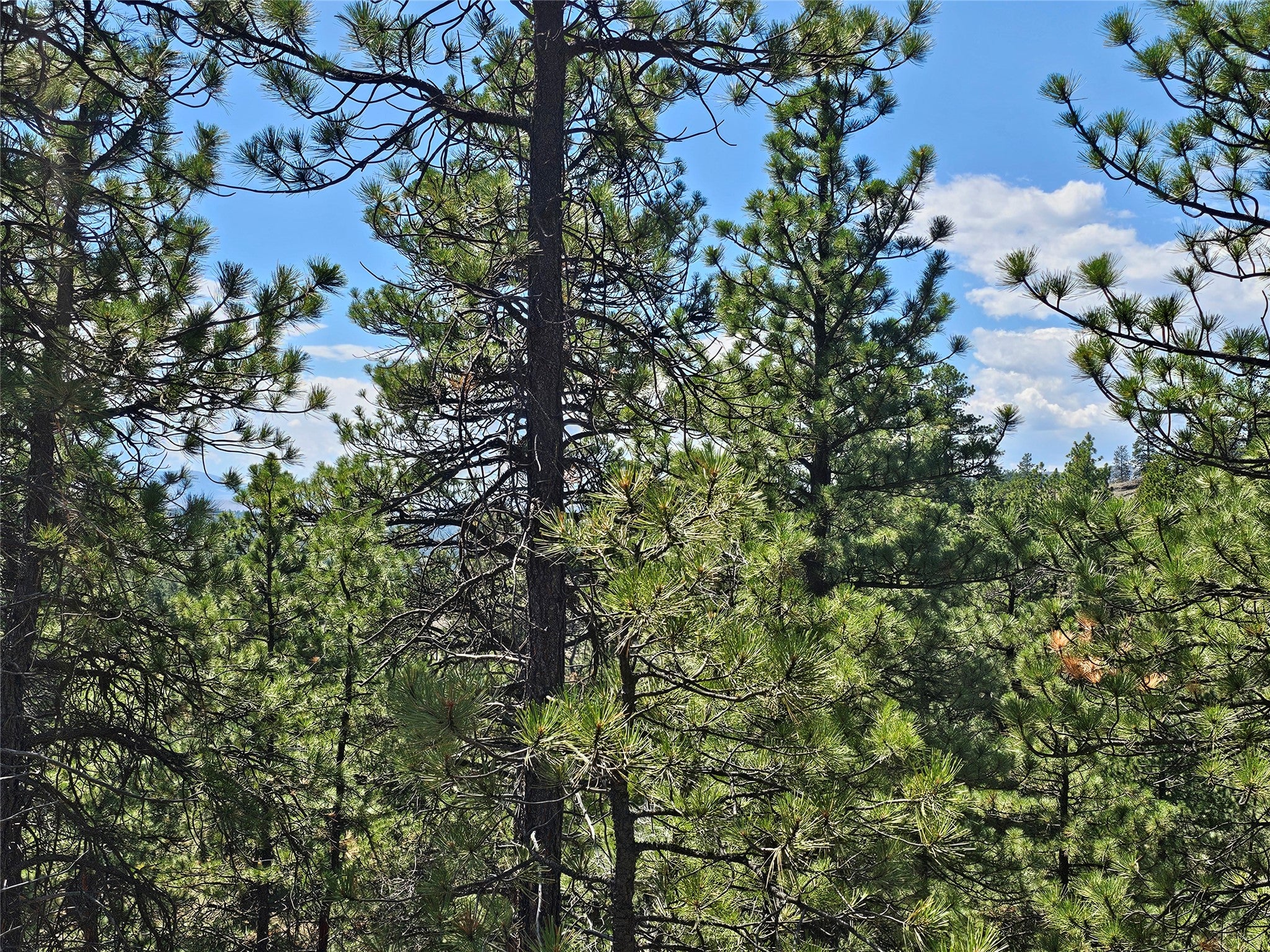 Nhn Upper Sawmill Creek Road Cascade, MT 59421 - Photo 12 of 28 Gallery Image 12