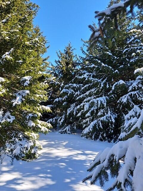 Vl C McKinley Road Big Rapids, MI 49307 - Photo 8 of 11 1