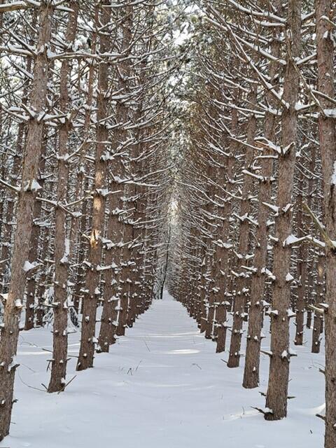 Vl C McKinley Road Big Rapids, MI 49307 - Photo 9 of 11 2