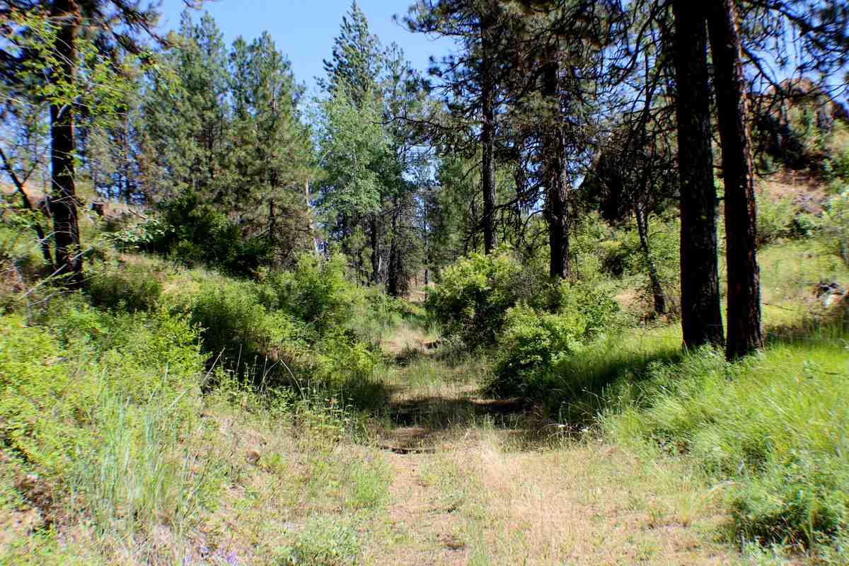 Xx West Williams Lake Road Cheney, WA 99004 - Photo 2 of 19 Gallery Image 2