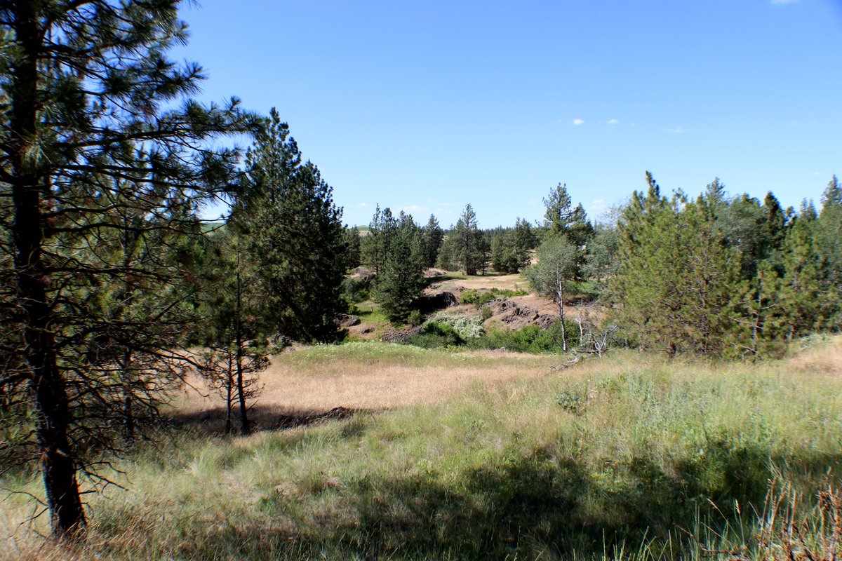 Xx West Williams Lake Road Cheney, WA 99004 - Photo 4 of 19 Gallery Image 4