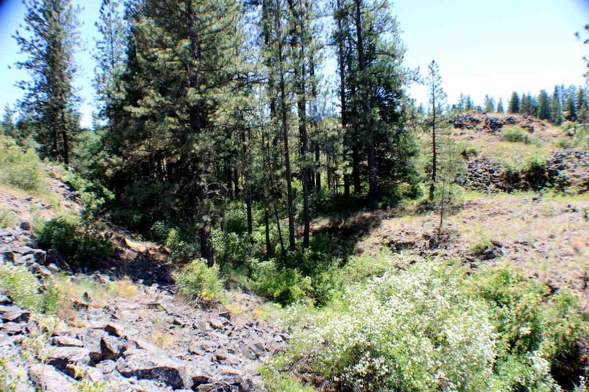 Xx West Williams Lake Road Cheney, WA 99004 - Photo 7 of 19 Gallery Image 7