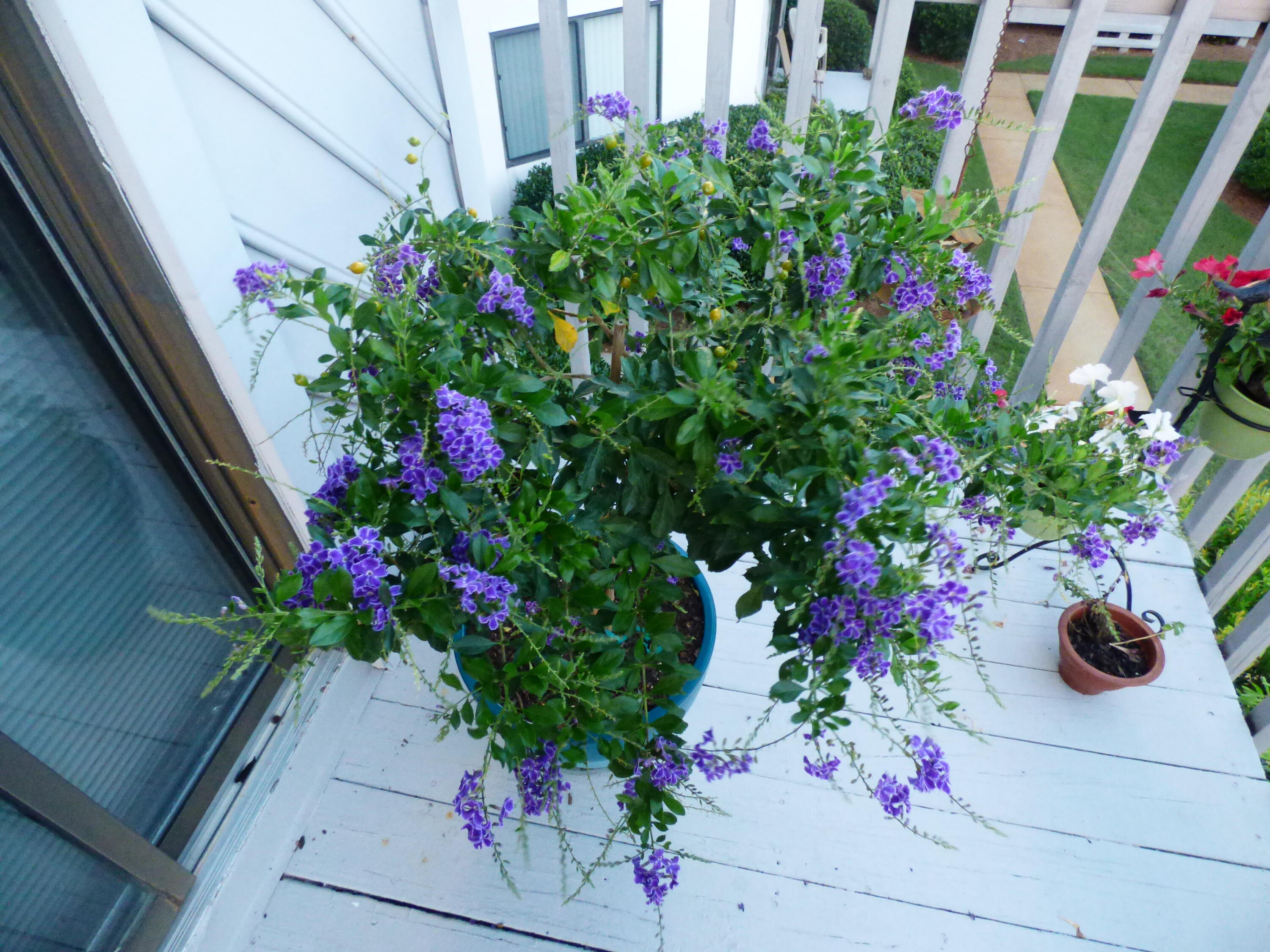 285 Payne Street, Unit 19B Miramar Beach, FL 32550 - Photo 19 of 24