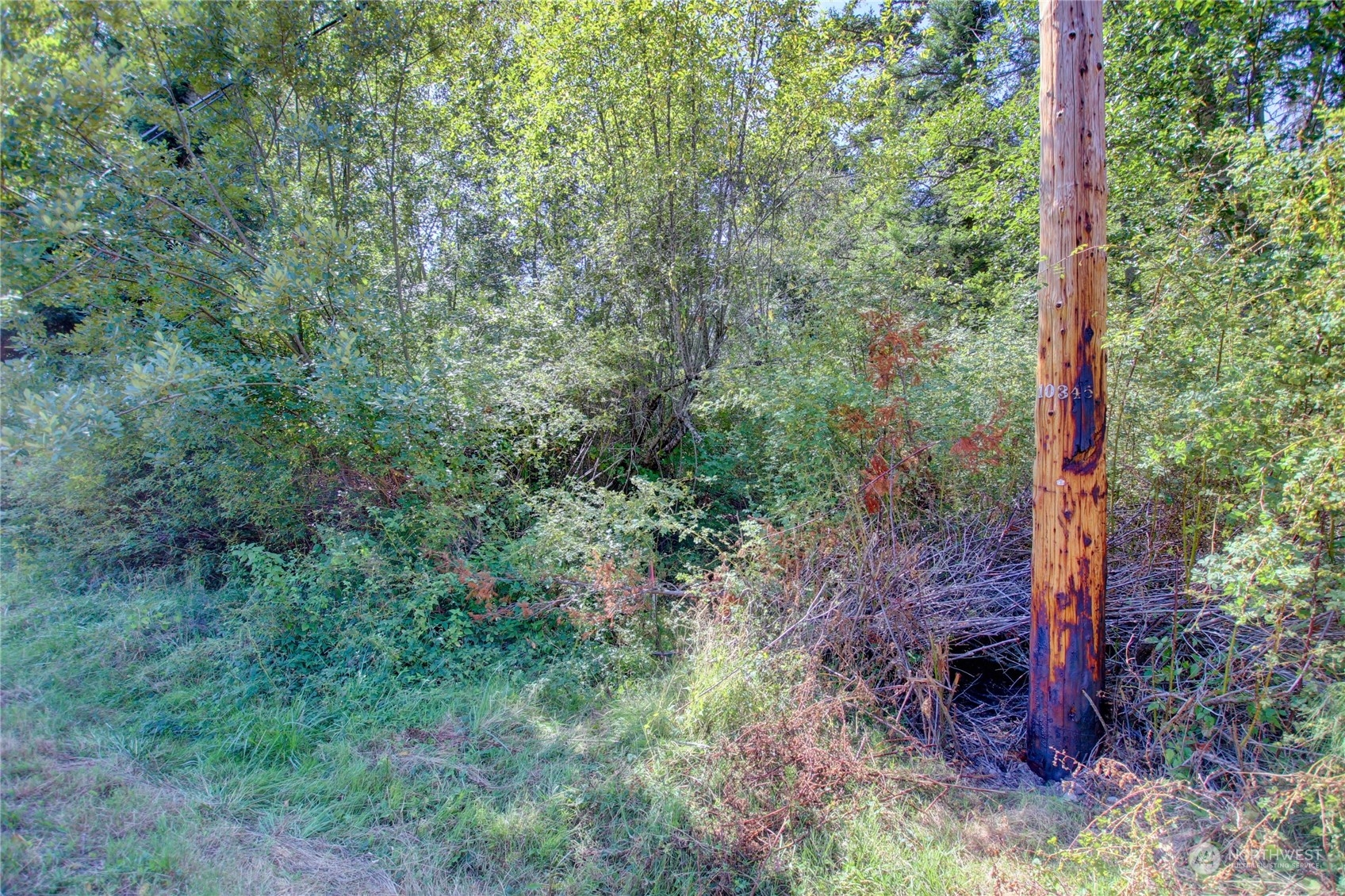 0 Race Road, Unit B Coupeville, WA 98239 - Photo 11 of 16 a view of a forest that has large trees
