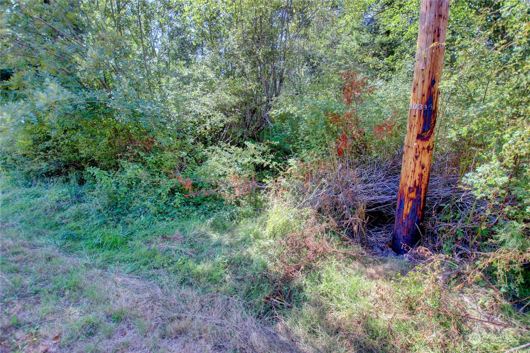 0 Race Road, Unit B Coupeville, WA 98239 - Photo 12 of 16 a view of a forest that has a tree
