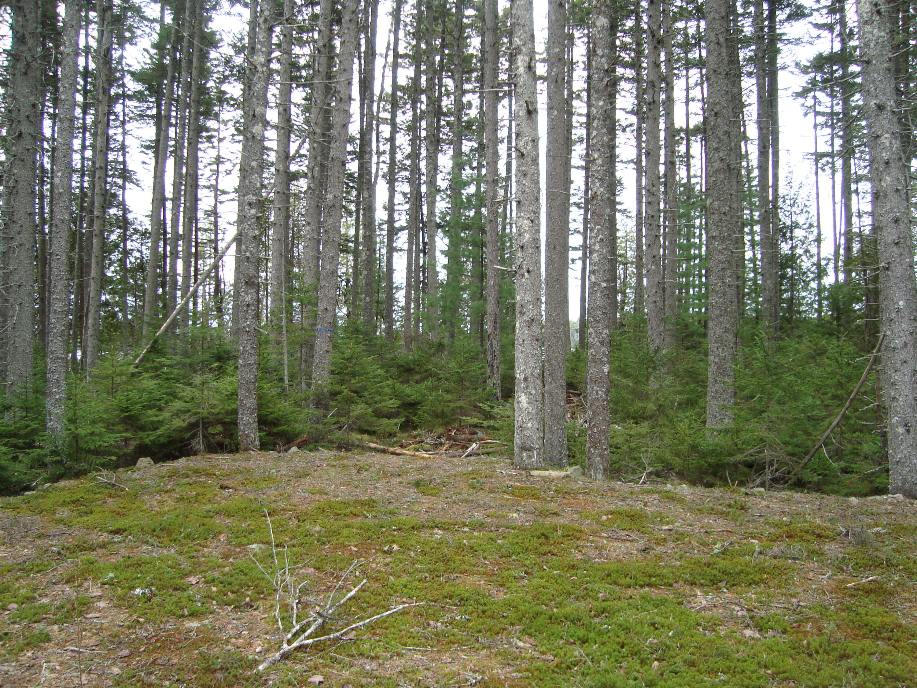 Lot G Birch Pt Road Cooper, ME 04657 - Photo 12 of 13 DSC02948