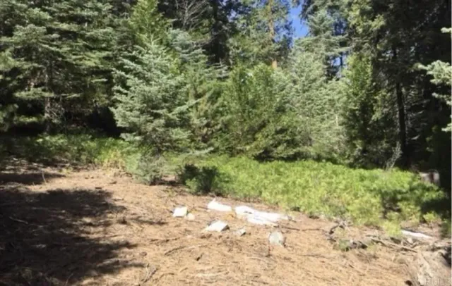 a view of a yard with plants and large trees