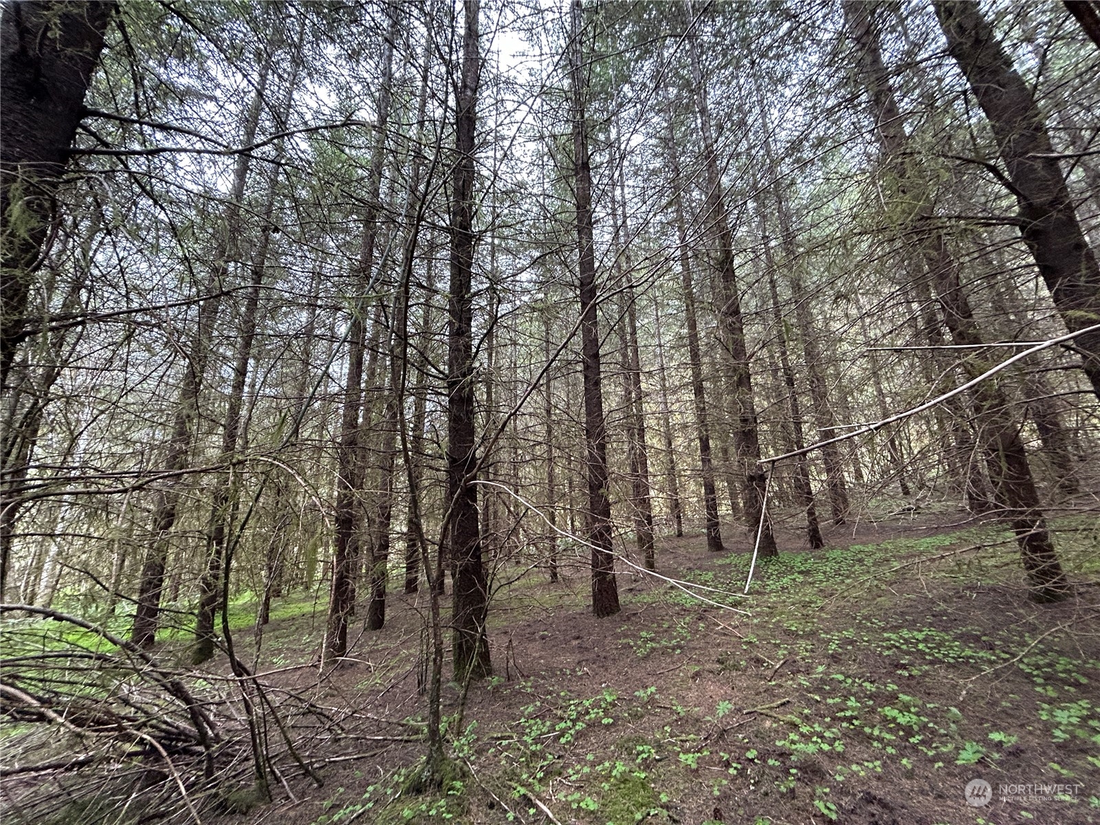 4 Abernathy Creek Road Longview, WA 98632 - Photo 11 of 13 a view of a forest