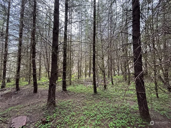 a view of outdoor space with lots of trees
