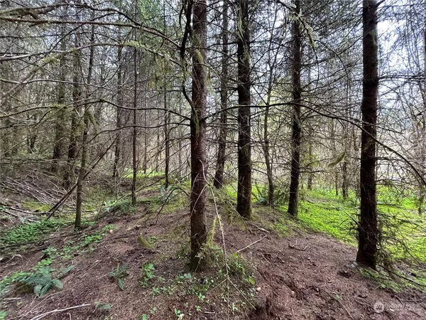 a view of a trees in a forest