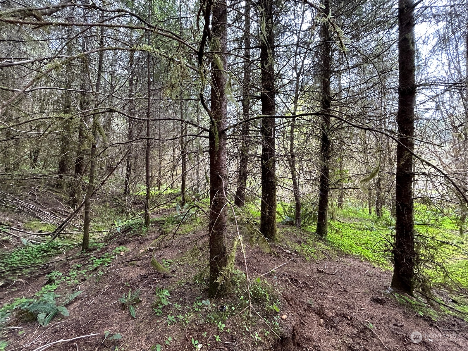 4 Abernathy Creek Road Longview, WA 98632 - Photo 13 of 13 a view of a trees in a forest