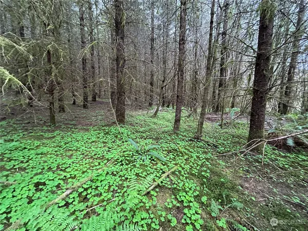 a view of trees in a yard
