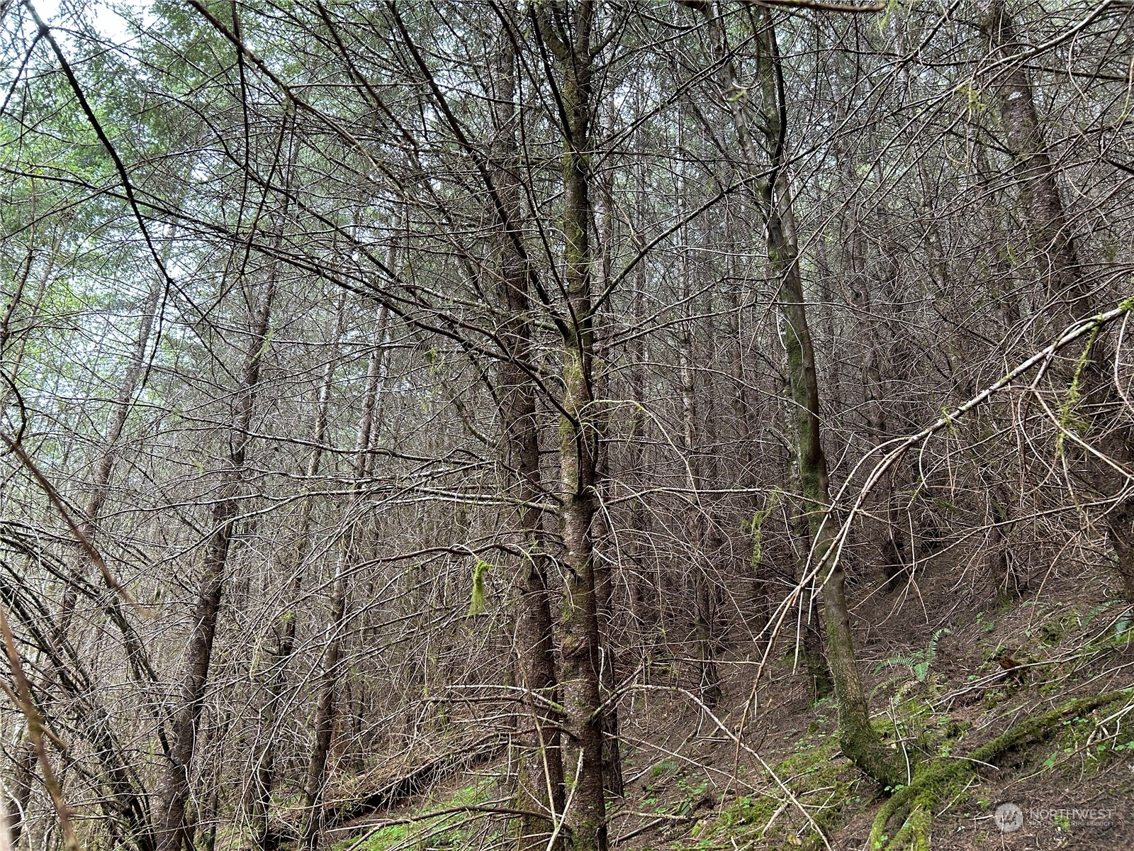 4 Abernathy Creek Road Longview, WA 98632 - Photo 6 of 13 a backyard of a house with lots of green space