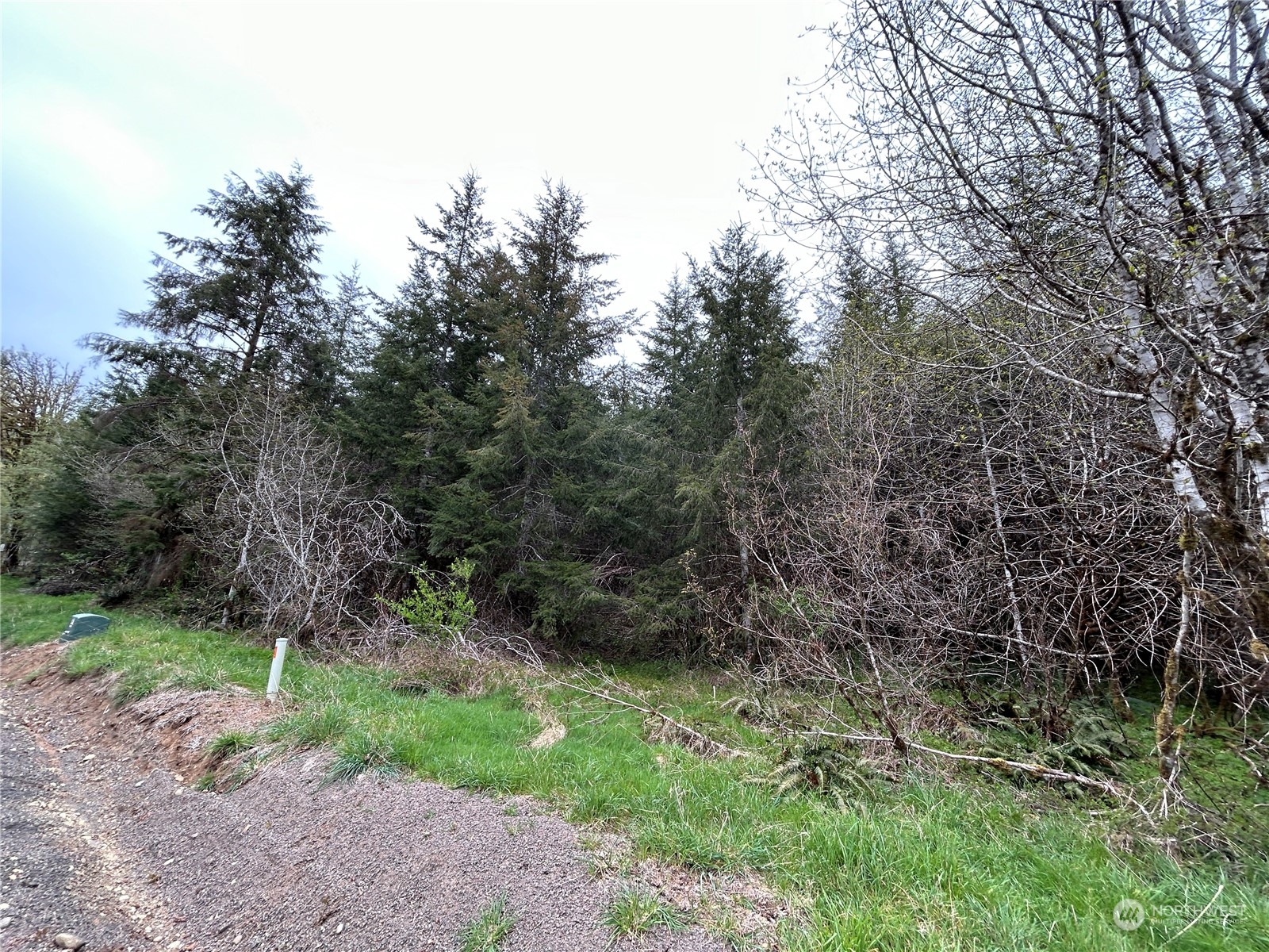 4 Abernathy Creek Road Longview, WA 98632 - Photo 8 of 13 a big yard with lots of green space and deers