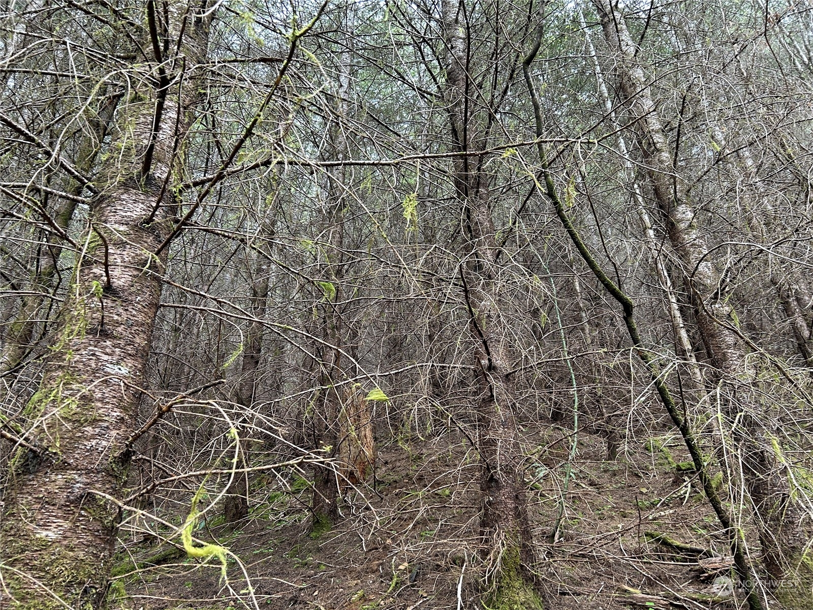 4 Abernathy Creek Road Longview, WA 98632 - Photo 9 of 13 a backyard of a house with lots of trees