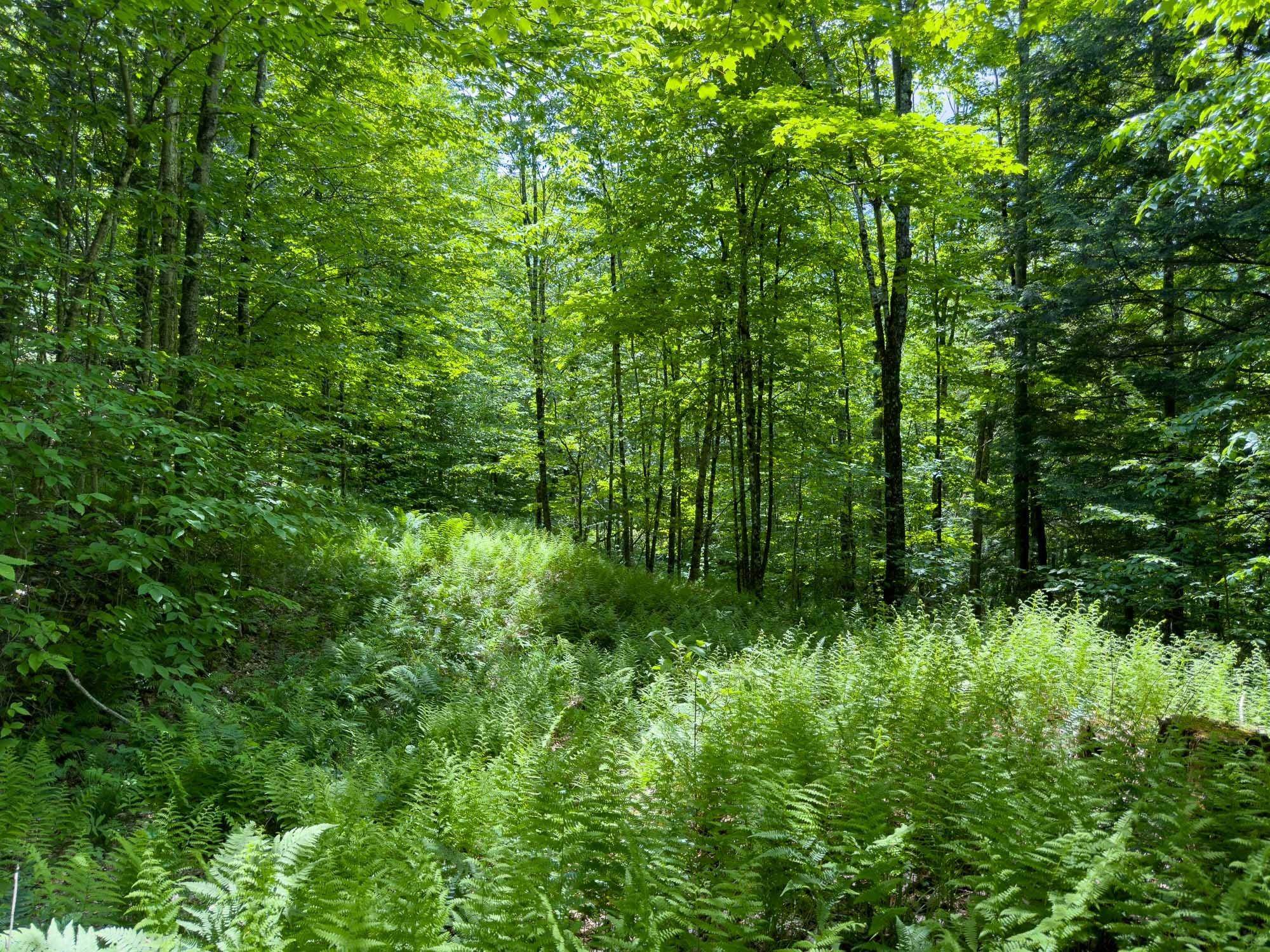 0 Craftsbury Road Hardwick, VT 05843 - Photo 12 of 18 Gallery Image 12