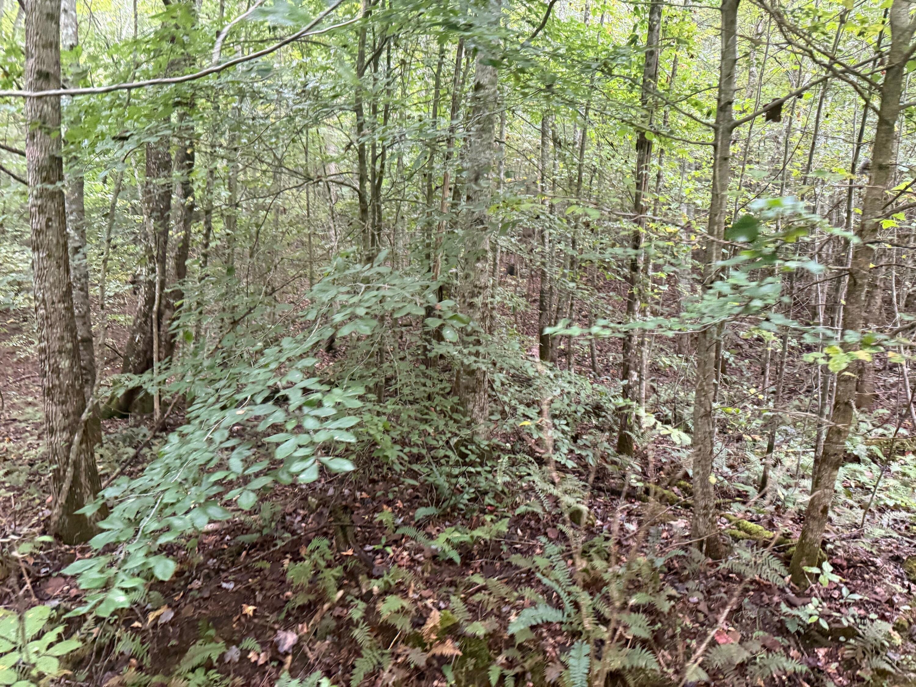 13 Sawmill Road, Unit 13 Palmer, TN 37365 - Photo 15 of 16 15