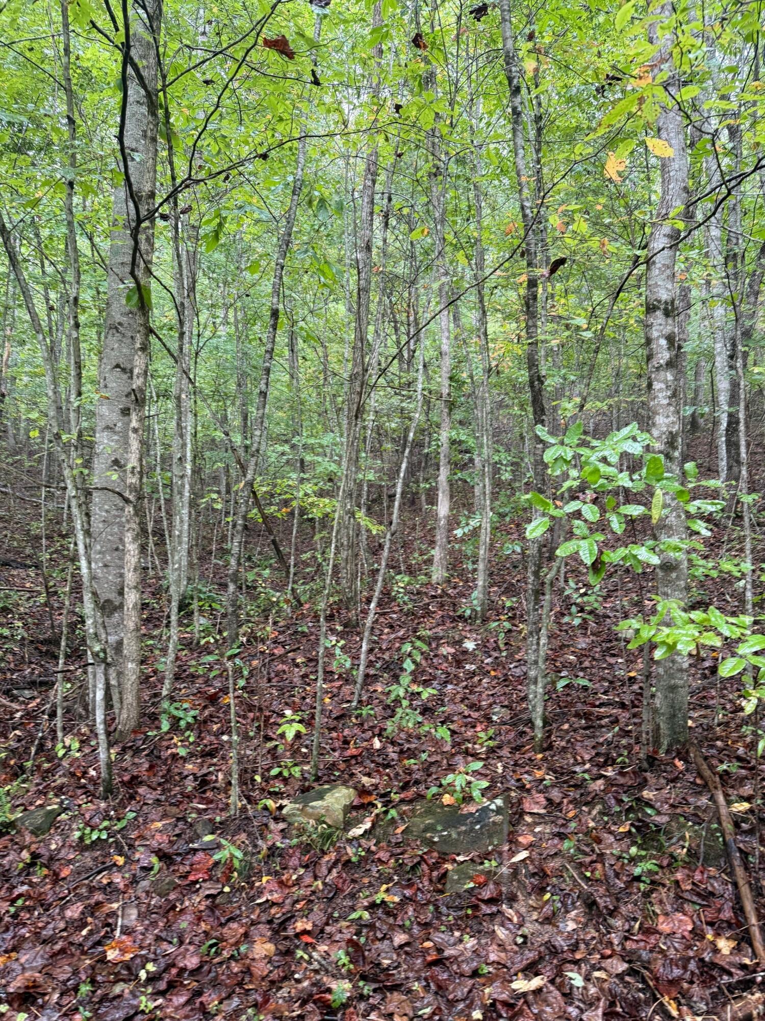 13 Sawmill Road, Unit 13 Palmer, TN 37365 - Photo 5 of 16 4