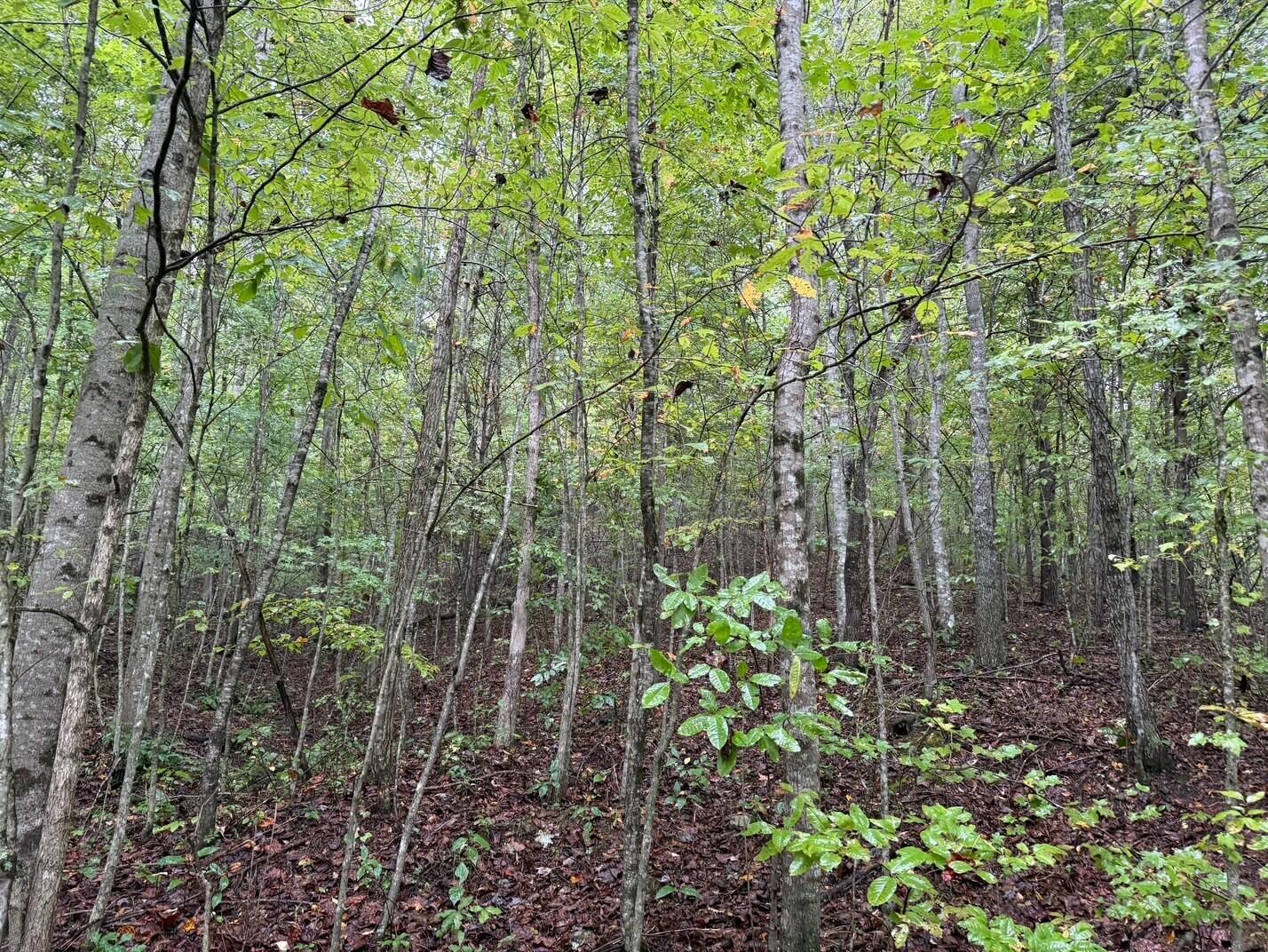 13 Sawmill Road, Unit 13 Palmer, TN 37365 - Photo 6 of 16 5