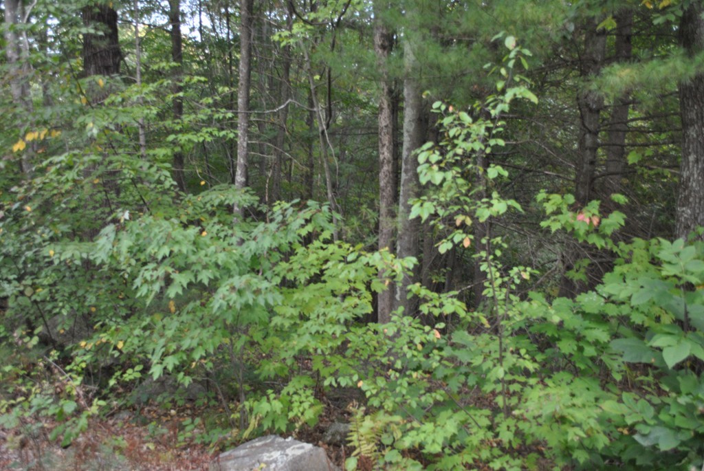 112 Town Farm Road Brookfield, MA 01506 - Photo 4 of 5 Gallery Image 4