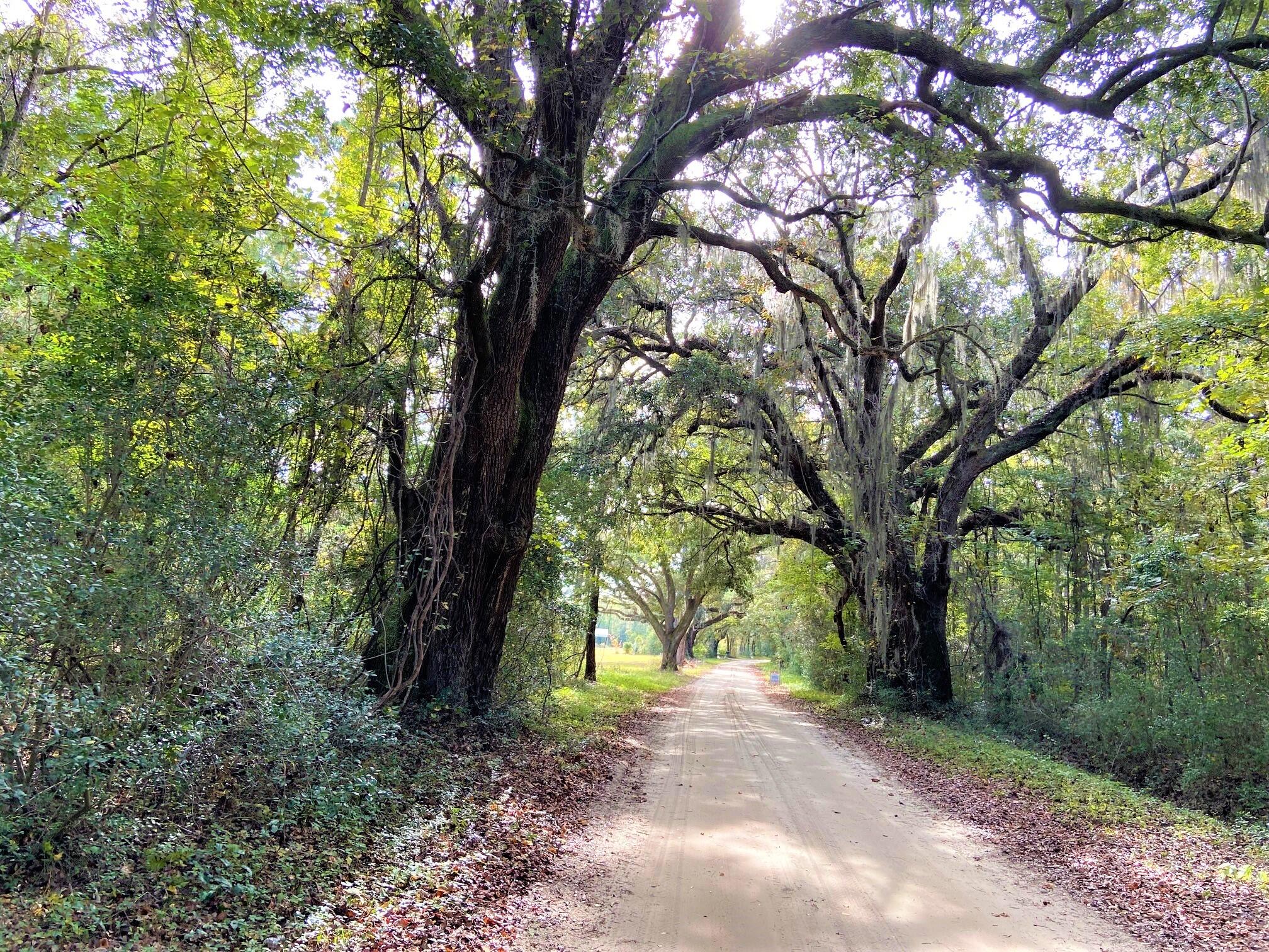1 Avenue of Beautiful Old Oak Trees Lini