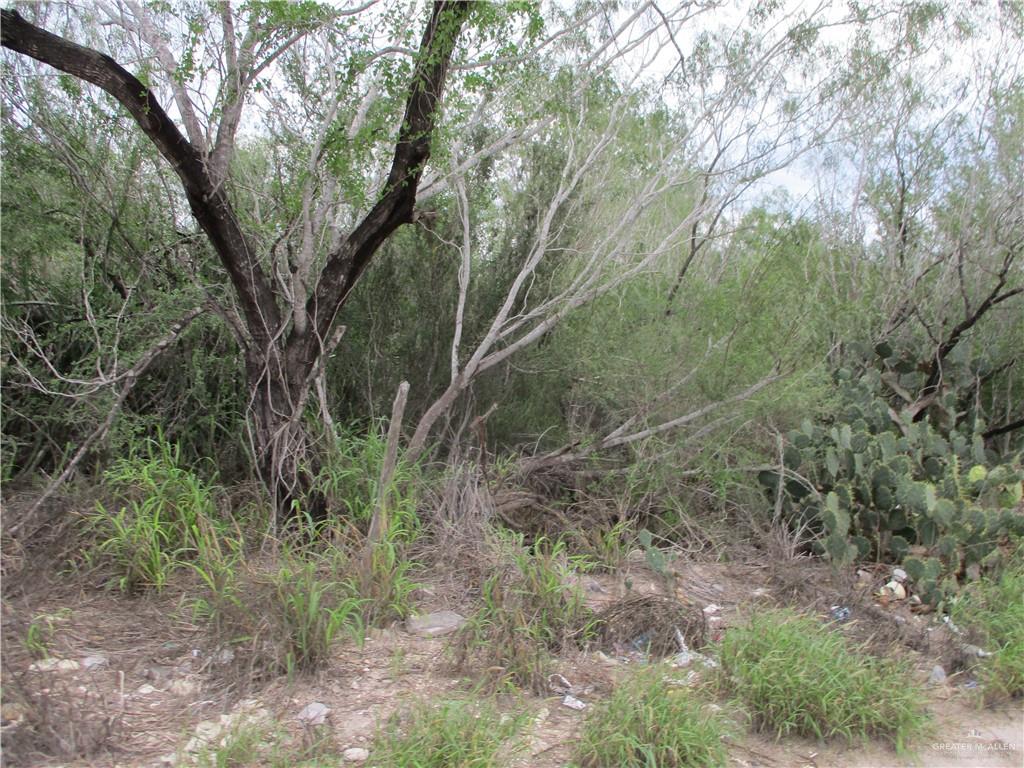 a view of a forest with trees in front of it