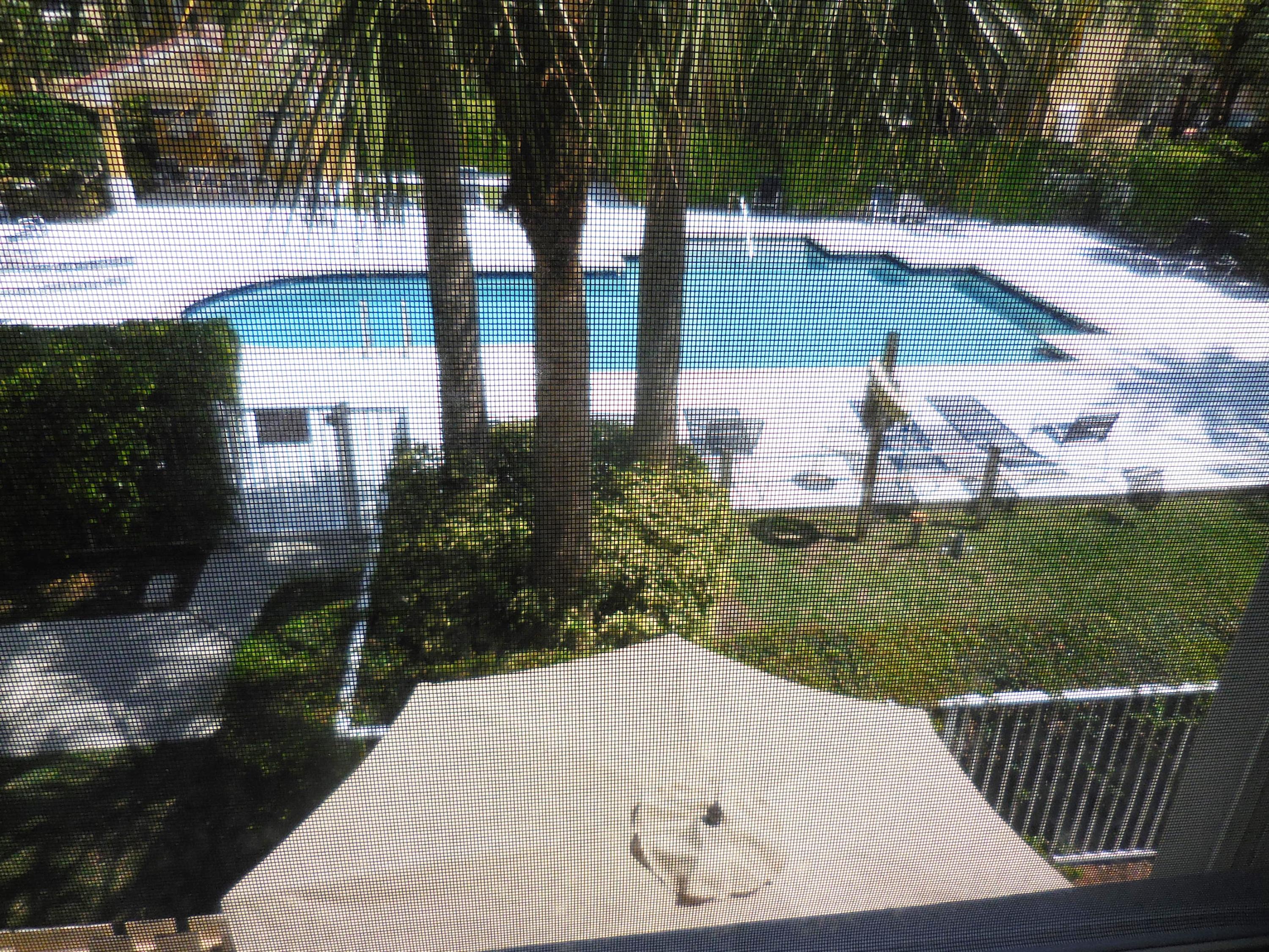 1002 Jeffery Street Boca Raton, FL 33487 - Photo 24 of 42 Pool
