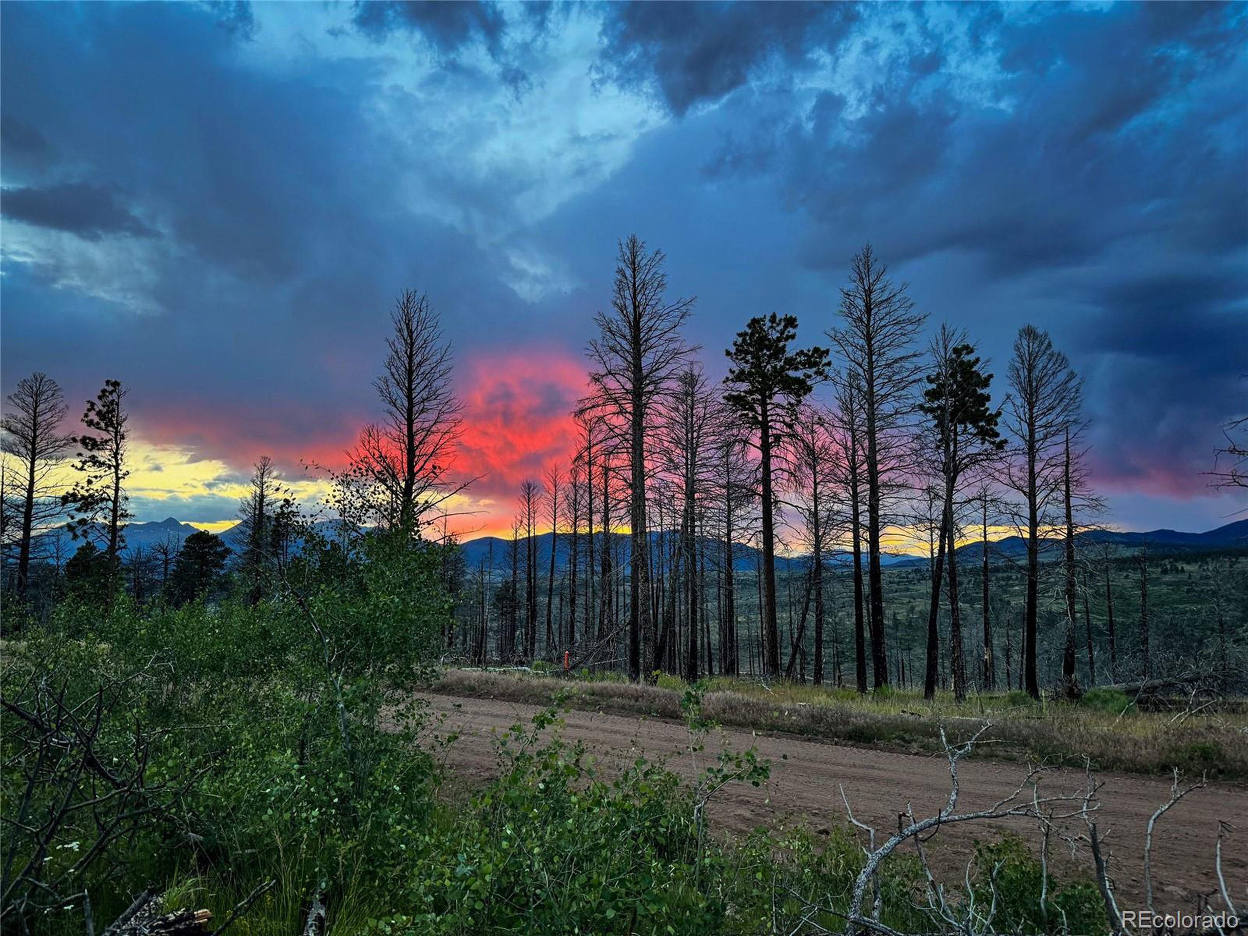 a view of a yard with palm tree