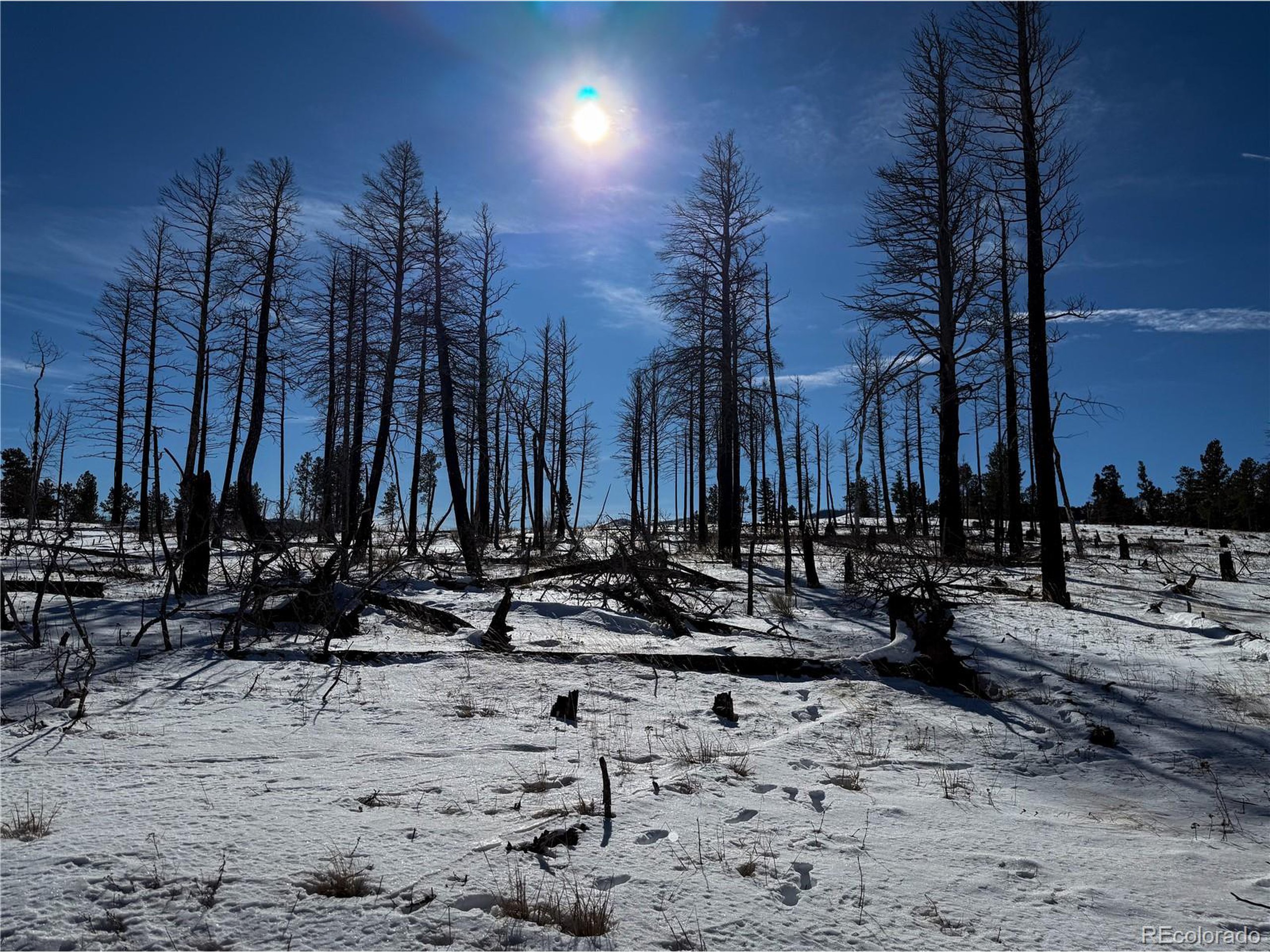 591 Leslie Loop Fort Garland, CO 81133 - Photo 6 of 10 a view of outdoor space with lots of trees