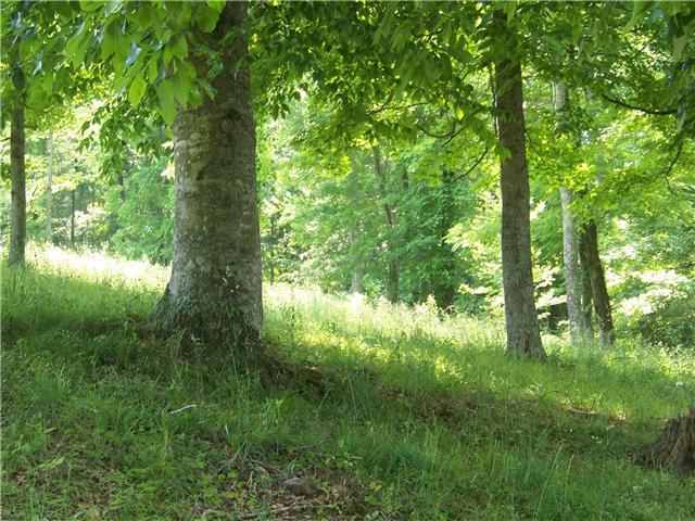 1721 Abednego Road Greenbrier, TN 37073 - Photo 18 of 20 THIS PROPERTY IS 36 ACRES. HAS A 10 ACRE PASTURE BEHIND HOUSE. PLENTY OF WOODS AND A SPRING FED POND IN WOODS.