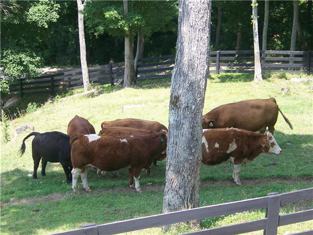 1721 Abednego Road Greenbrier, TN 37073 - Photo 19 of 20 THEY RAISE COWS HERE! THERE IS PLENTY OF ROOM FOR ANY TYPE OF LIVESTOCK OR HORSES.