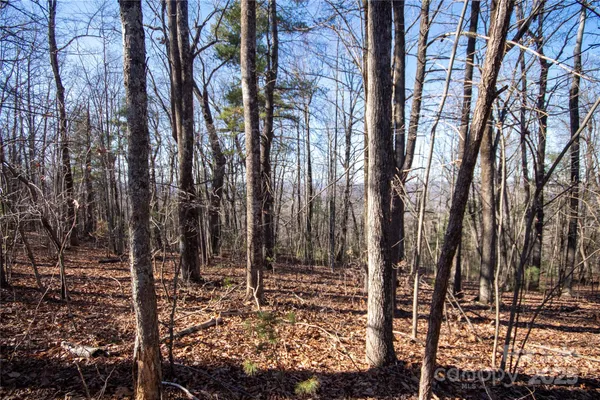 a view of a backyard with large trees