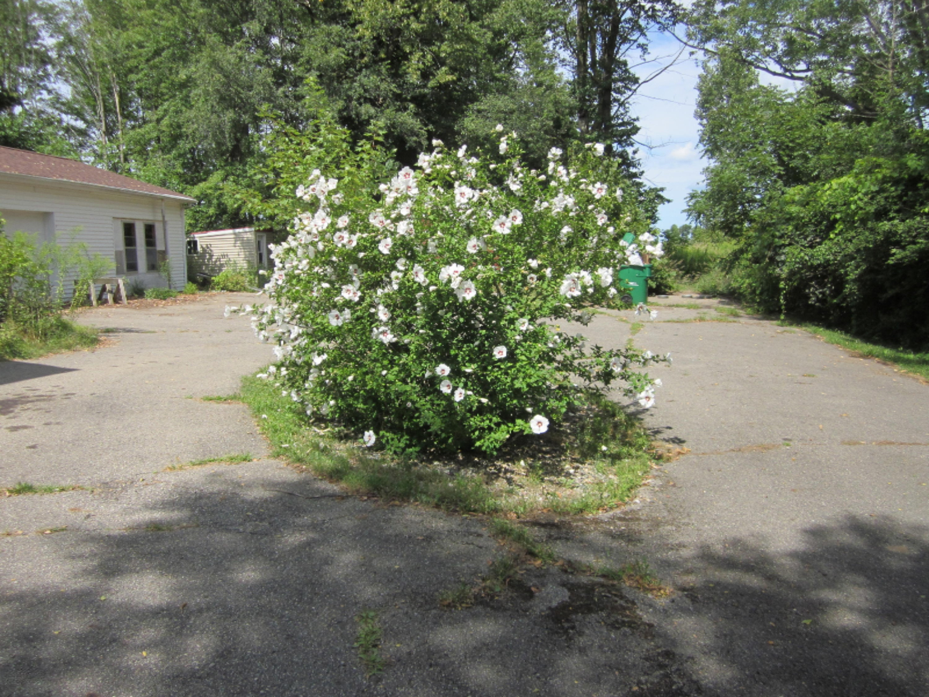 4611 Clarksville Road Portland, MI 48875 - Photo 29 of 31 Backyard 3