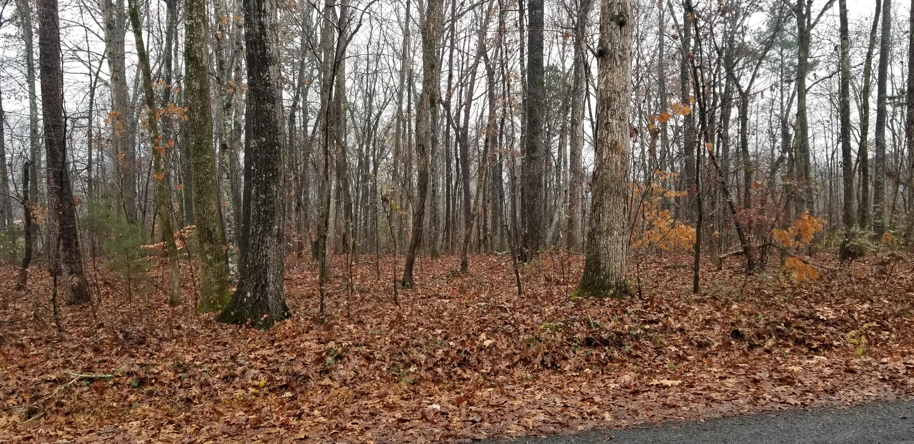Coleman Road Decatur, TN 37322 - Photo 1 of 14 20201204_133603
