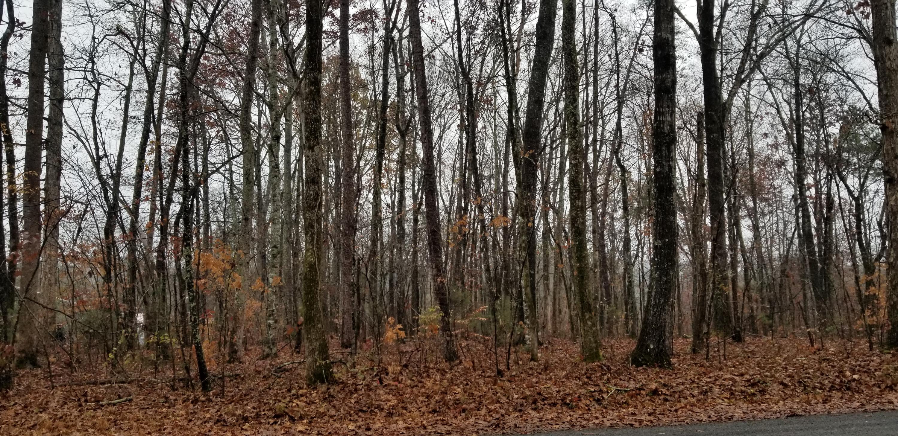 Coleman Road Decatur, TN 37322 - Photo 2 of 14 20201204_141348