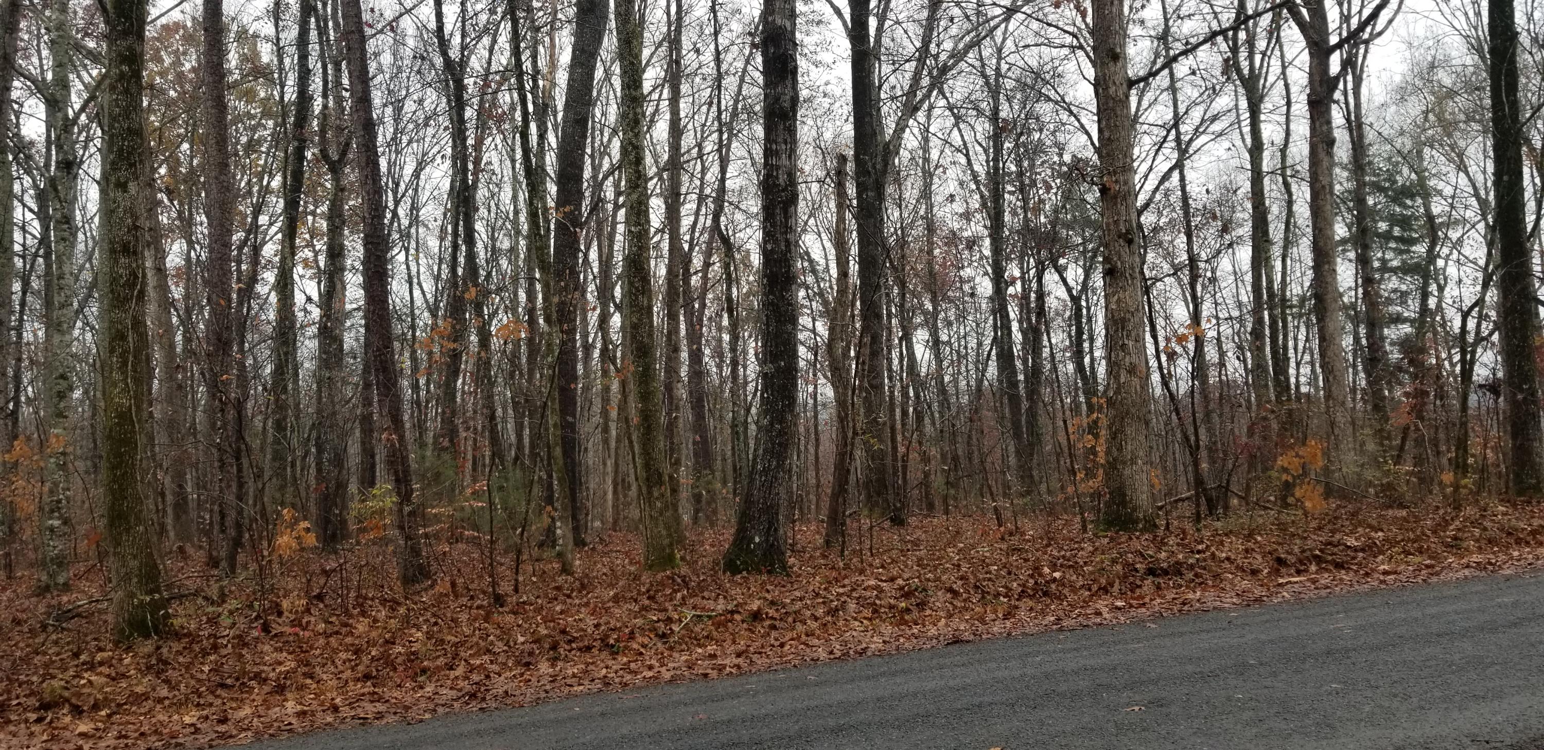 Coleman Road Decatur, TN 37322 - Photo 3 of 14 20201204_141357